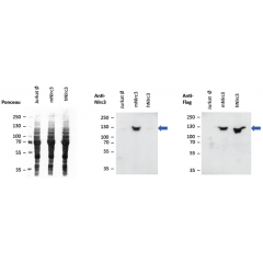 Overexpressed mouse NLRC3 is detected by immunoblotting using anti-NLRC3 (mouse), mAb (Eowyn-1) (Prod. No. AG-20B-0067-C100). Method: Cell lysate protein was loaded and SDS Page was run for 1h at 100V. Transfer for 1h at 80V. Block for 30min 
