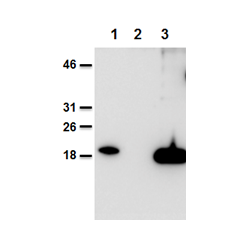 Mouse and human IL-38 is detected using anti-IL-38, mAb (Nhat-1) (AG-20B-0070).Method: Recombinant mouse IL-38 (AG-40B-0101) (lane 1), cell extracts from HEK 293 cells mock-transfected (lane 2) or transfected with human IL-38 (lane 3) were se