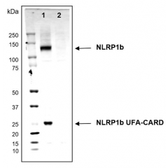 anti-NLRP1b (mouse), mAb (2A12)