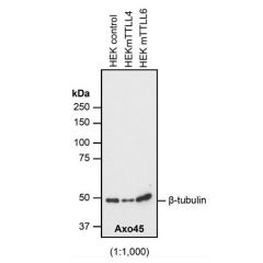 anti-β-Tubulin, mAb (AXO45)