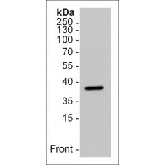 Western Blot using anti-Survival Motor Neuron Protein (human), mAb (7B10) (Prod. No. AG-20T-0003) on 15μg of human platelet lysate as a positive control (15μg). ECL detection.