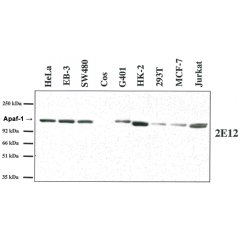 Western blot analysis using anti-Apaf-1 (human), MAb (2E12) (AG-20T-0132) on several human cell lines and one monkey cell line (COS).