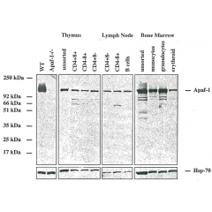 Western blot analysis using anti-Apaf-1 (mouse/rat), MAb (13F11) (AG-20T-0133) on purified cells from mouse tissues. The ~130kDa band corresponds to endogenous Apaf-1, which is absent in cells from Apaf-1 KO mice.