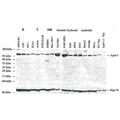 Western blot analysis using anti-Apaf-1, mAb (18H2) (AG-20T-0134) on lysates from mouse cell lines.