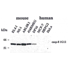 Western blot using anti-Caspase-8 (mouse), mAb (1G12) (Prod. No. AG-20T-0137) detecting endogenous caspase-8 in various mouse cell line, but not in human cell lines.