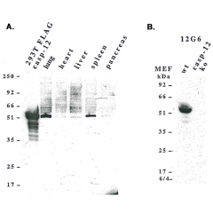 Western blot analysis using anti-caspase-12 (mouse), mAb (12G6) (Prod. No. AG-20T-0141) detecting, A) endogenous caspase-12 in mouse lung, liver, spleen and pancreas, and B) pro-caspase-12 in mouse MEF’s.