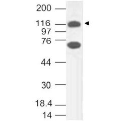 Western blot analysis of TLR2 using anti-TLR2, mAb (ABM3A87) (AG-20T-0300) at 2µg/ml on mouse embryonic liver lysate.