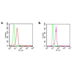 Intracellular flow cytometry analysis of TLR2 in A) PBMCs (Lymphocytes) and B) PBMCs (Monocytes) using 0.5µg/106 cells of anti-TLR2, mAb (ABM3A87) (FTIC) (AG-20T-0300F). Green represents the isotype control; red represents FTIC-conjugated anti-