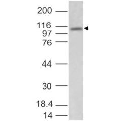Western blot analysis on mouse brain lysate using anti-TLR3 (mouse), mAb (ABM24E5) (AG-20T-0302) at 2µg/ml.