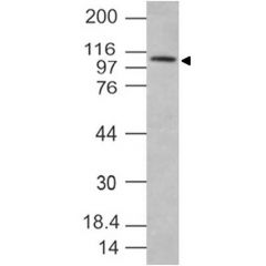 Western blot analysis on small intestine lysate using anti-TLR4 (human), mAb (ABM19C4) (AG-20T-0303) at 2µg/ml.
