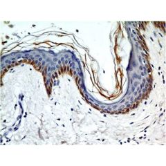 Immunohistochemical analysis of TLR5 in paraffin-embeded sections of human skin tissue using anti-TLR5 (human), mAb (ABM22G1) (AG-20T-0304) at 10µg/ml.
