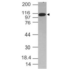 Western blot analysis on Jurkat lysate using anti-TLR6 (human), mAb (ABM1B50) (AG-20T-0305) at 2µg/ml.