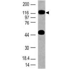 Western blot analysis on human ovary lysate using anti-TLR10 (human), mAb (ABM3C85) (AG-20T-0310) at 2µg/ml.