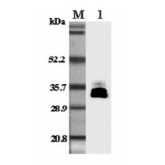 Western blot analysis in mouse plasma using anti-Adiponectin (mouse), pAb (Prod. No. AG-25A-0004) at 1:5'000 dilution.