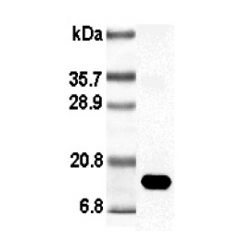 Western blot analysis using anti-Leptin (rat), pAb (Prod. No. AG-25A-0009) at 1:5'000 dilution.