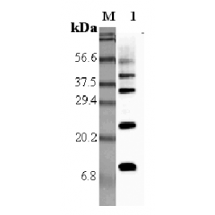 Western blot analysis using anti-RELM-α (rat), pAb (Prod. No. AG-25A-0011) at 1:5'000 dilution.
1: Rat RELM-α.