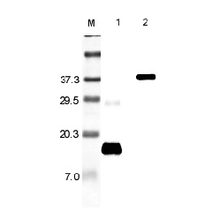 Western blot analysis using anti-Resistin (rat), pAb (Prod. No. AG-25A-0015) at 1:5'000 dilution.
1: Rat Resistin.
2: Rat Resistin Fc-protein.