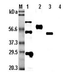 Western blot analysis using anti-CD137 (human), pAb (Prod. No. AG-25A-0018) at 1:5,000 dilution.
1. Human CD137  (His-tagged).
2. Human CD137  (Fc protein).
3. Human CD137  (GST-tagged).
4. MouseCD137  (Fc protein).