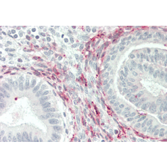 Immunohistochemical staining of GITRL using anti-GITRL (human), pAb (Prod. No. AG-25A-0023) in human uterus tissue (5µg/ml). This antibody has been tested in immunohistochemistry, analyzed by an anatomic pathologist and validated for use in IH