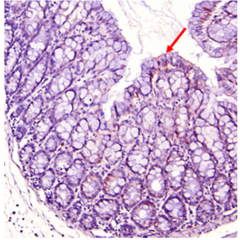 Immunohistochemical staining of mouse gut using anti-IDO (mouse), pAb (Prod. No. AG-25A-0032). Colorization by ABS Reagent (Vectastain) and counterstaining with hematoxylin.
