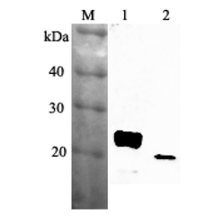 Western blot analysis using anti-RBP4 (mouse), pAb (Prod. No. AG-25A-0036) at 1:2'000 dilution.
1: Mouse RBP4 (His-tagged).
2: Mouse serum (ob/ob) (2μl).