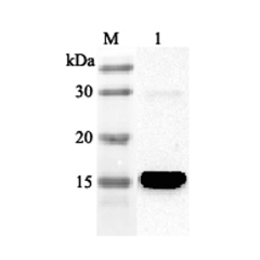 Western blot analysis using anti-FABP4 (human), pAb (Prod. No. AG-25A-0041) at 1:2'000 dilution.
1: Human FABP4 (His-tagged).