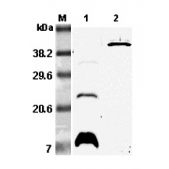 Western blot analysis using anti-RELM-β (mouse), pAb (Prod. No. AG-25A-0063) at 1:5'000 dilution.
1: Mouse RELM-β.
2: Mouse RELM-β Fc-protein.