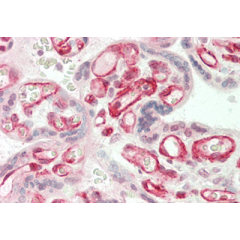 Immunohistochemical staining of ANGPTL3 using anti-ANGPTL3 (FLD) (human), pAb (Prod. No. AG-25A-0064) in human placenta tissue (5µg/ml). This antibody has been tested in immunohistochemistry, analyzed by an anatomic pathologist and validated f