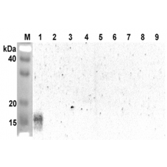 Western blot analysis using anti-ANGPTL5 (CCD) (human), pAb (Prod. No. AG-25A-0069) at 1:2'000 dilution.
1: Human ANGPTL5 (CCD) (FLAG®-tagged).
2: Human ANGPTL5 (FLD) (FLAG®-tagged).
3: Human ANGPTL2 (CCD) (FLAG