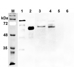 Western blot analysis using anti-DLL1 (human), pAb (Prod. No. AG-25A-0079) at 1:2'000 dilution.
1: Human DLL1 Fc-protein.
2: Human DLL1 (FLAG®-tagged)
3: Transfected human DLL1 cell lysate (HEK 293).
4: Primary human pan