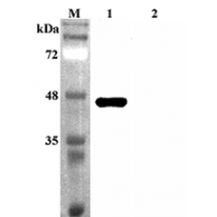 Western blot analysis using anti-Sirtuin 2 (human), pAb (Prod. No. AG-25A-0083) at 1:4'000 dilution.
1: Human Sirtuin 2 (His-tagged).
2: Human FGF21 (His-tagged) (negative control).