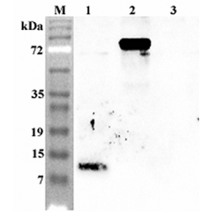 Western blot analysis using anti-Granulin C (human), pAb (Prod. No. AG-25A-0090) at 1:4'000 dilution.
1: Human GRN C (His-tagged).
2: Human Progranulin (FLAG®-tagged).
3: Human FGF-19 (His-tagged) (negative control).