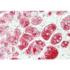 Immunohistochemical staining of DLK1 using anti-DLK1 (human), pAb (Prod. No. AG-25A-0092) in human adrenal tissue (5µg/ml). This antibody has been tested in immunohistochemistry, analyzed by an anatomic pathologist and validated for use in IHC