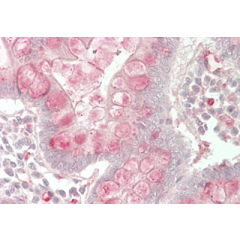 Immunohistochemical staining of CTRP7 using anti-CTRP7 (GD) (human), pAb (Prod. No. AG-25A-0097) in human small intestine tissue (5µg/ml). This antibody has been tested in immunohistochemistry, analyzed by an anatomic pathologist and validated