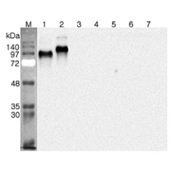 Western blot analysis using anti-DNER (human), pAb (Prod. No. AG-25A-0102) at 1:4'000 dilution.
1: Human DNER (ED) (FLAG®-tagged).
2: Human DNER (ED) Fc-protein.
3: Human DLL1 (His-tagged).
4: Human DLL4 (His-tagged).