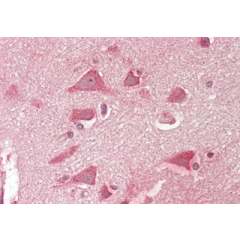 Immunohistochemical staining of NMNAT2 using anti-NMNAT2 (human), pAb (Prod. No. AG-25A-0113) in human brain cortex tissue (15µg/ml). This antibody has been tested in immunohistochemistry, analyzed by an anatomic pathologist and validated for 