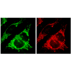 Immunocytochemical staining and detection of endogenous Fis1 (red) (right) and endogenous mitochondrial Hsp70 (green) (left) in methanol fixed HeLa cells using anti-Fis1, pAb (Prod. No. AG-20B-0007V).Picture courtesy of P. Parone, University of G