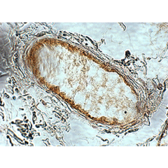 Immunohistochemical staining (paraffin embedded) of human adipose tissue using anti-Adiponectin Receptor 1 (human), pAb (AL238) (Prod. No. AG-25B-0010).