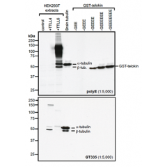 Western blot analysis of protein polyglutamylation by anti-Polyglutamate chain (polyE), pAb (IN105) (Prod. No. AG-25B-0030).Method: HEK-293T cells are grown in standard culture conditions, transfected with plasmids expressing the tubulin glut