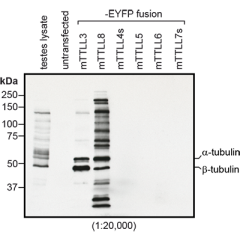 Immunoblot analysis of protein glycylation using anti-Tubulin (glycylated), pAb (Gly-pep1) (Prod. No. AG-25B-0034). Method: HEK-293T cells are grown in standard culture conditions, transfected with plasmids expressing the glycylases TTLL3 and TTLL8