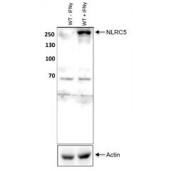 anti-NLRC5 (mouse), pAb (IN113)