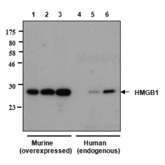 Western blot analysis of human and rat HMGB1 using anti-HMGB1, mAb (rec.) (GIBY-1-4) (Prod. No. AG-27B-0002)
Different amounts of cell extracts from HEK293T cells (3μg, 5μg and 30μg) either transfected with a plasmid coding for rat HMGB1 (l