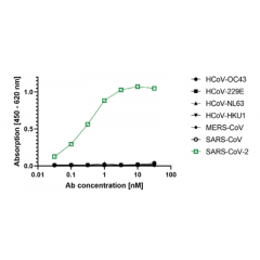 anti-SARS-CoV-2 N Protein, mAb (rec.) (AB83-C12)