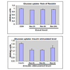 Effect of Resistin (human) (rec.) (AG-40A-0010Y) on glucose uptake in L6 cells.  Inhibition of insulin-stimulated glucose uptake in L6 skeletal muscle cells by resistin (as expected: 1μg/ml). Rat myoblasts (L6) were cultured and differentiated into myotub
