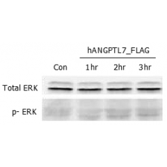 ERK phosphorylation induced by hANGPTL7 in THP-1 cells.
THP-1 monocyte cells were serum starved for 16hr and then stimulated with ANGPTL7 (human) (rec.) (Prod. No. AG-40A-0060) (500ng/ml) for 1, 2 and 3 hrs, respectively. Antibodies against pERK1/2 