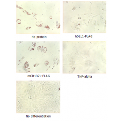 Adipogenesis inhibition of MSCs.
MSCs (Mesenchymal stem cells) were maintained in DMEM, supplemented with 10% fetal bovine serum, penicilin-streptomycin and glutamine. For differentiation of MSCs, MSCs were cultured in adipogenic medium which was gr