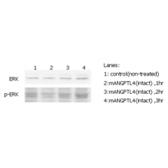 ERK phosphorylation induced by hANGPTL4 in THP-1 cells.
THP-1 monocyte cells were serum starved for 16hr and then stimulated with ANGPTL4 (mouse) (rec.) (Prod. No. AG-40A-0075) (500ng/ml) for 1, 2 and 3 hrs, respectively. Antibodies against pERK1/2 