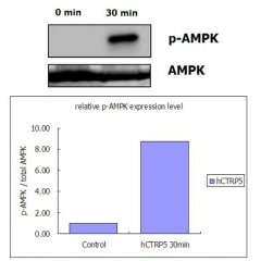 Recombinant  human CTRP5 (Prod. No. AG-40A-0142) activates AMPK signaling pathway in rat L6 myoblastes. Differentiated rat L6 myoblastes were stimulated with control buffer or 0.5μg/ml recombinant human CTRP5 for 30min. The cell lysate was subjec