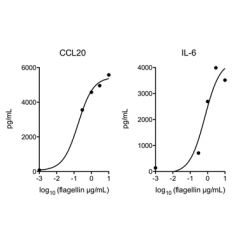 Flagellin (AG-40B-0025) activates TLR5 in vivo. Method: Mice WT are injected i.v. with indicated doses of Flagellin (Prod. No. AG-40B-0025). After 2 hours, levels of CCL20 and IL-6 in the serum were measured by ELISA. As a control, mice TLR5 