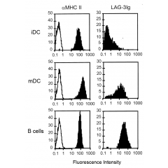 Binding of LAG-3 (human):Fc (human) (rec.) (Prod. No. AG-40B-0031) on dendritic and B cells. Method: Monocyte-derived immature DC (iDC), DC matured for 48h with LPS (mDC) and EBV-transformed B-cells are incubated with either an anti-